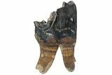 Fossil Woolly Rhino (Coelodonta) Tooth - Siberia #225196-1